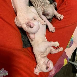 Meet your Posher, Julia